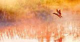 Duck Taking Flight In Sunrise Mist_P1130303